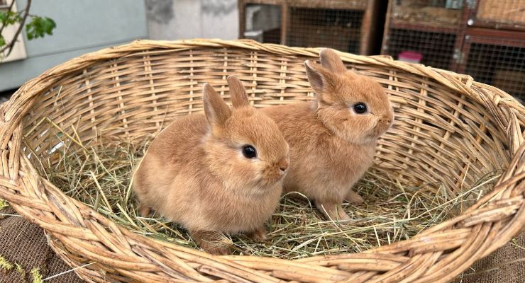 Muş Büyümeyen Tavşan