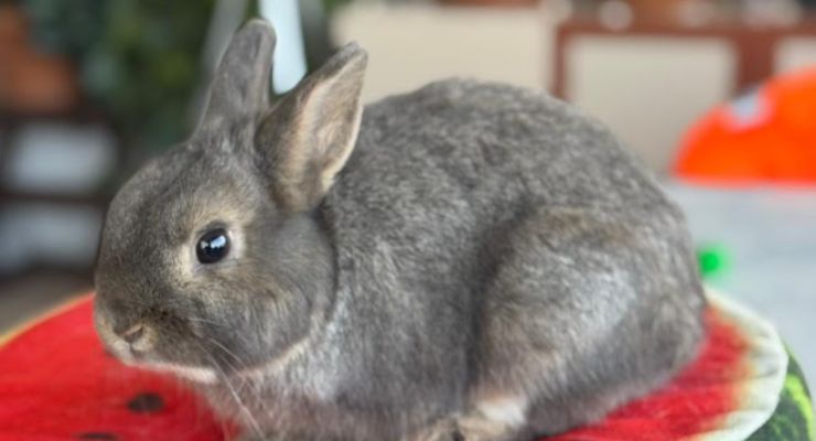 Muş Ev Tavşanı
