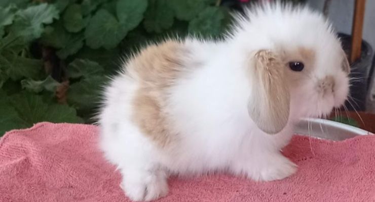 Muş Hollanda Lop Tavşan